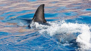 Stay shark smart: What to know when you head into the water