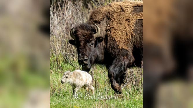 A rare white bison calf photographed at Yellowstone National Park on June 4, 2024.