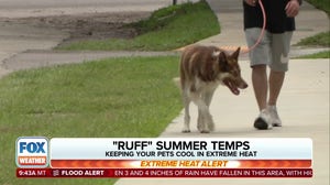 How to keep your pets cool in extreme heat