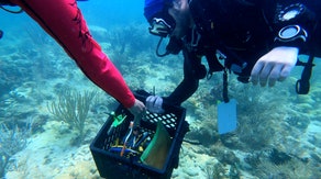 Divers working to save Florida coral reefs during marine heat wave