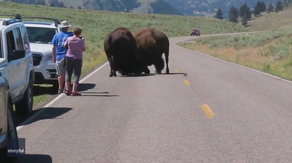 A green Yellowstone keeps the local economies in the black