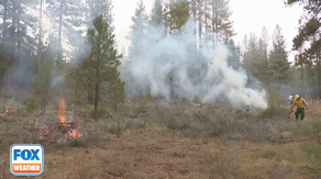 Oregon forest restoration efforts aim to make areas more resilient to surviving fires